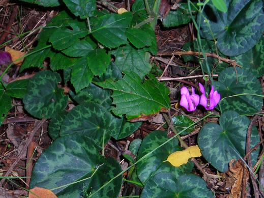 Cyclamen purpurascens / Ciclamino delle Alpi